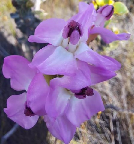 Saltera sarcocolla flowering lilac